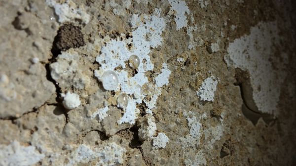 Top astuces pour lutter contre les murs moisissures et l'humidité